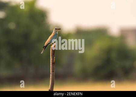 Rouleau eurasien ou européen ou Coracias garrulus perchés dans la nature fond vert dans la forêt du centre de l'inde Banque D'Images