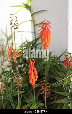 Aloe ciliaris - Aloe grimpant. Malaga, Espagne. Banque D'Images