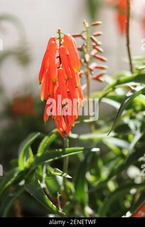 Aloe ciliaris - Aloe grimpant. Malaga, Espagne. Banque D'Images