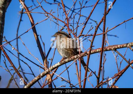 Dunnock oiseau de jardin commun assis sur une branche d'arbre. Banque D'Images