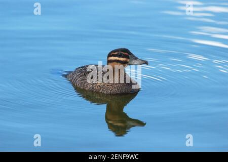 Canard masqué (Nomonyx dominicus), femelle adulte qui nage dans un bassin au printemps avec un fond d'eau douce et magnifique. Un minuscule canard à queue dure allant jusqu'à Banque D'Images