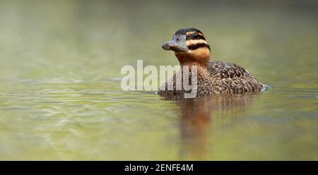 Canard masqué (Nomonyx dominicus), femelle adulte qui nage dans un bassin de printemps avec un fond d'eau doux et magnifique. Grand jour mondial Caracas, Venezuela Banque D'Images