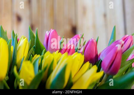 Un énorme bouquet de tulipes jaune-lilas. Fleurs de printemps. Gros plan Banque D'Images