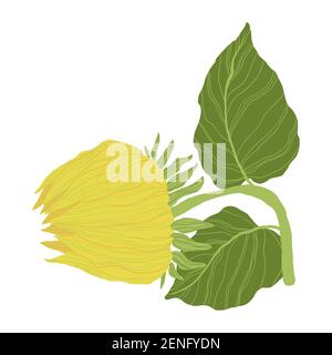 Le bourgeon de tournesol est isolé sur un fond blanc. Illustration vectorielle en conception plate. Illustration de Vecteur