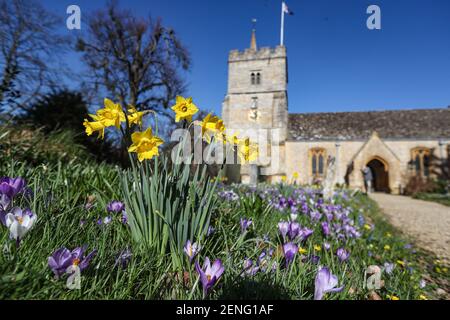 Les jonquilles et les crocodiles commencent à fleurir dans la cour de l'église de Birlingham, dans le Worcestershire. Date de la photo : vendredi 26 février 2021. Banque D'Images