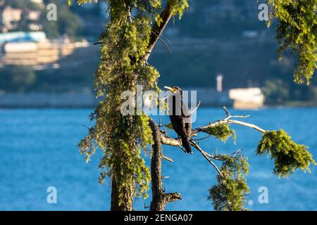 Grand oiseau cormoran (nom latin: Phalacrocorax Carbo) assis sur une branche d'arbre Banque D'Images