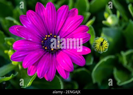 Fleur de Marguerite africaine (nom latin : Osteospermum) vue rapprochée Banque D'Images