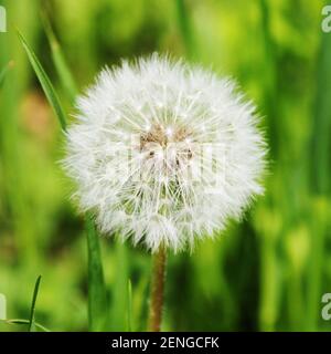 Peluches de pissenlit dans un champ d'herbe verte Banque D'Images