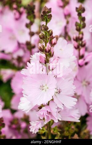 Des épis de fleurs roses de la paloude des Prairies ou de la Sidalcea poussent à l'extérieur. Angleterre, Royaume-Uni, Grande-Bretagne Banque D'Images