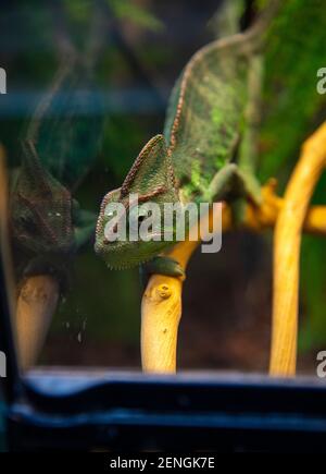 Un caméléon vert est assis sur une branche et se reflète dans le verre. La photo a été prise par une fenêtre. Banque D'Images