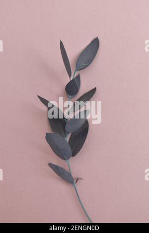 Une branche d'eucalyptus sur un fond poudreux rose. Plan d'appartement; vue du dessus. Banque D'Images