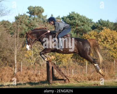 Un cavalier école son gallois rafle cheval sur une clôture de cross-country. Banque D'Images