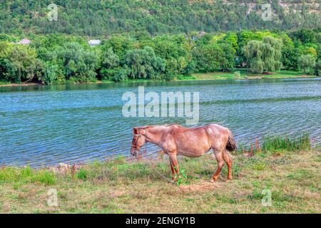 Paysage avec cheval sur le bord de la rivière. Mare sur la rive verte de la rivière Banque D'Images