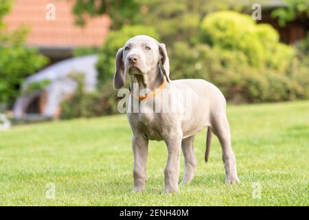 Portrait de la race de chiot weimaraner mignon au parc étant ludique. Banque D'Images