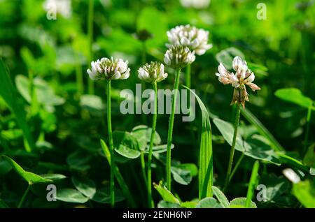 Pelouse verte. Fleurs blanches d'un jeune trèfle dans le jardin sous les rayons du soleil Banque D'Images