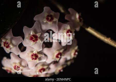 Un groupe de petites fleurs rose pâle du carnosa de Hoya, simplement connu sous le nom de plante de Hoya ou de vigne de cire, sur fond noir, avec des gouttelettes de N Banque D'Images