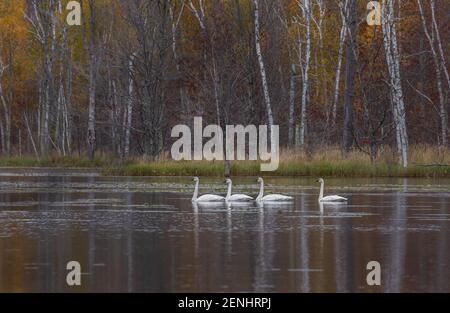 Cygnes trompettes reposant sur un lac sauvage dans le nord du Wisconsin. Banque D'Images