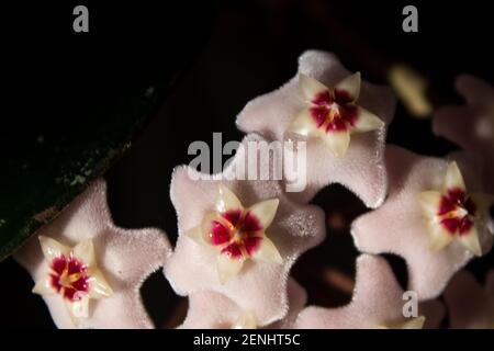 Groupe de petites fleurs rose pâle du carnosa de Hoya, simplement connu sous le nom de plante de Hoya ou de vigne de cire, sur fond noir Banque D'Images