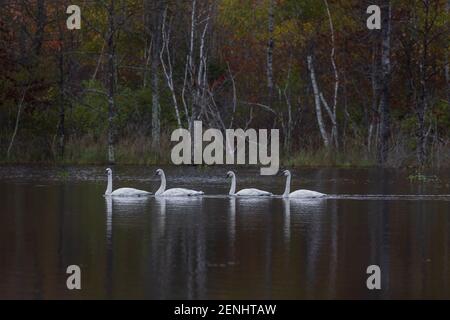 Cygnes trompettes reposant sur un lac sauvage dans le nord du Wisconsin. Banque D'Images
