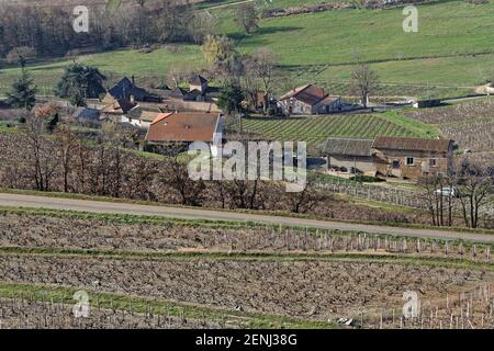 Paysage de vignobles autour de Brouilly, un célèbre vin du Beaujolais Banque D'Images