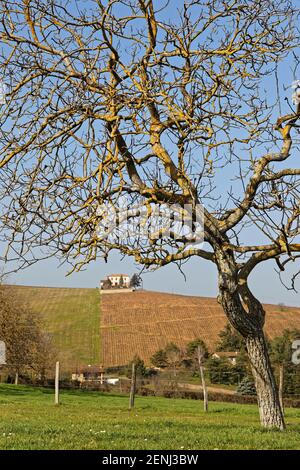 Un paysage de vignoble dans les collines du Beaujolais Banque D'Images