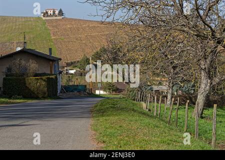 Un paysage de vignoble dans les collines du Beaujolais Banque D'Images