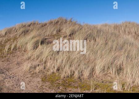 Vue panoramique sur les dunes de sable de Braunton Burrows dans le nord du Devon. Ces dunes de sable sont une réserve naturelle et un lieu de promenade populaire. Banque D'Images