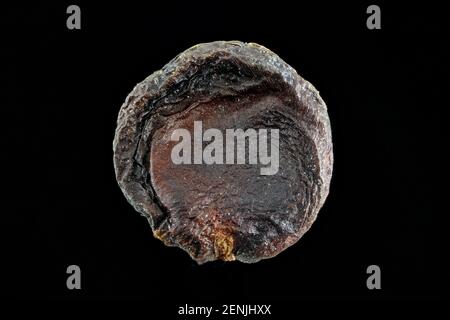 Pimenta dioica, piment, piment, gros plan, graine, 6 mm de diamètre Banque D'Images