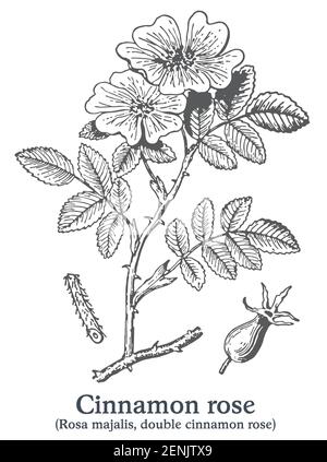 Rose cannelle. Vecteur plante dessinée à la main. Croquis de plantes médicinales vintage. Illustration de Vecteur