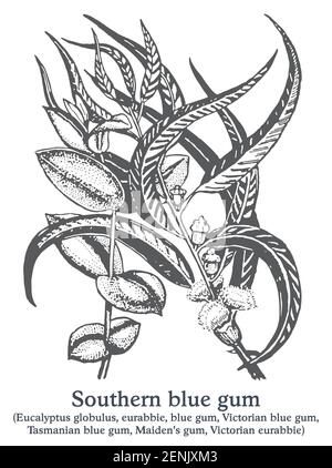 Gomme bleu du sud. Vecteur plante dessinée à la main. Croquis de plantes médicinales vintage. Illustration de Vecteur