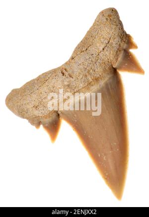 Dent de requin Achersoni - espèce Serratolamna aschersoni - Type éteint De requin maquereau du début de l'Eocène (50-55m ans) c23mm de long Banque D'Images