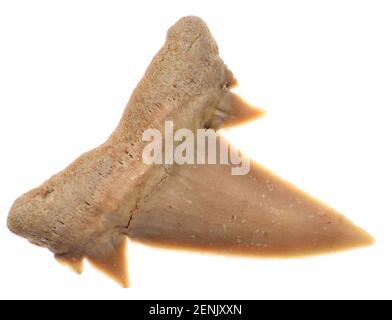 Dent de requin Achersoni - espèce Serratolamna aschersoni - Type éteint De requin maquereau du début de l'Eocène (50-55m ans) c23mm de long Banque D'Images