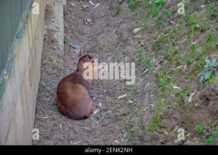 Un cerf dans le parc du zoo dans les habitats naturels et il est couché sur le sol Banque D'Images