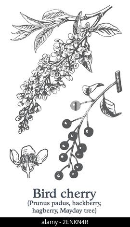 Cerise sur le gâteau. Vecteur plante dessinée à la main. Croquis de plantes médicinales vintage. Illustration de Vecteur