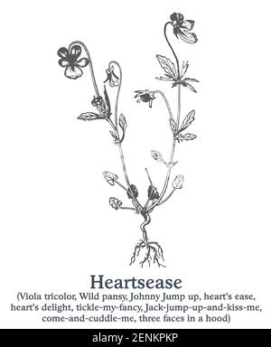 Heartsease. Vecteur plante dessinée à la main. Croquis de plantes médicinales vintage. Illustration de Vecteur