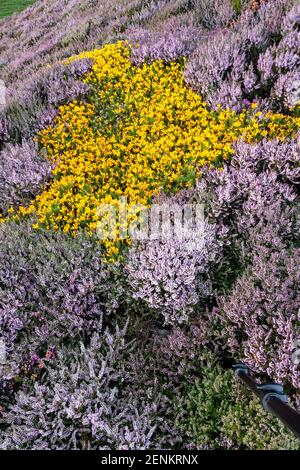 Heather et gorse au col de Sychnant, au nord du pays de Galles Banque D'Images