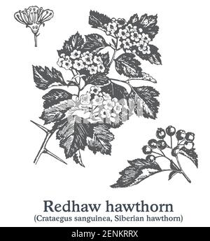 Redhaw va-et-va. Vecteur plante dessinée à la main. Croquis de plantes médicinales vintage. Illustration de Vecteur