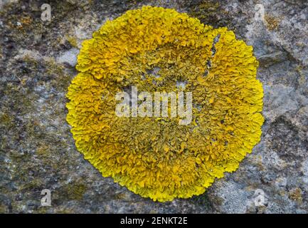 Lichen jaune, une espèce de Caloplaca, qui pousse comme une croûte sur une pierre dans une digue hollandaise Banque D'Images