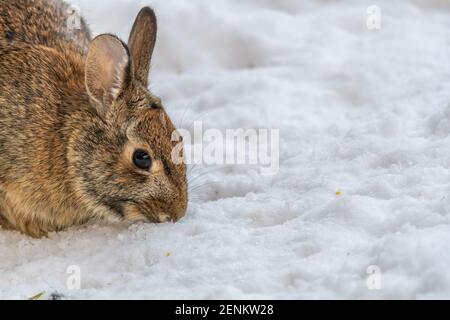 Un jeune lapin de l'est (Sylvilagus floridanus) enratte la neige en hiver. Banque D'Images