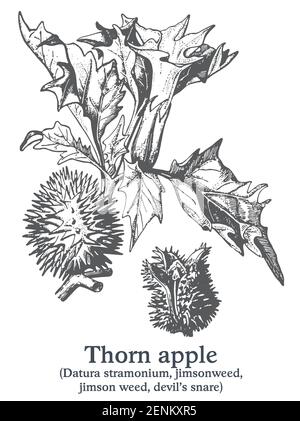 Pomme d'épine. Vecteur plante dessinée à la main. Croquis de plantes médicinales vintage. Illustration de Vecteur