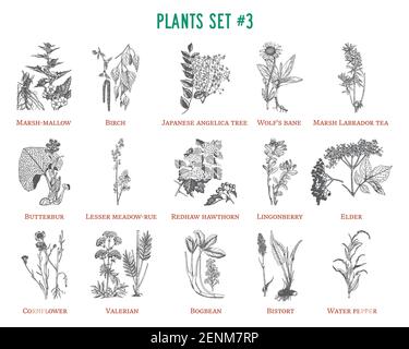 Ensemble de plantes vectorielles dessinées à la main Illustration de Vecteur