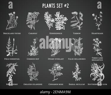 Plantes vectorielles dessinées à la main sur fond noir Illustration de Vecteur