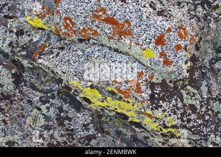 Lichen poussant sur des roches de granit près du lac Brainard, la région des Palisades, John Muir Wilderness, est de la Sierra Nevada, Californie, ÉTATS-UNIS Banque D'Images