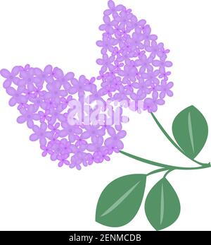 Icône fleur de branche lilas. Illustration vectorielle. Illustration de Vecteur