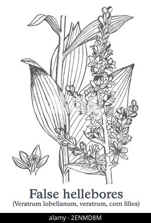 Faux hellébores. Vecteur plante dessinée à la main. Croquis de plantes médicinales vintage. Illustration de Vecteur