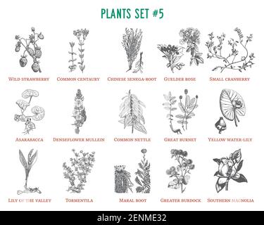 Ensemble de plantes vectorielles dessinées à la main Illustration de Vecteur