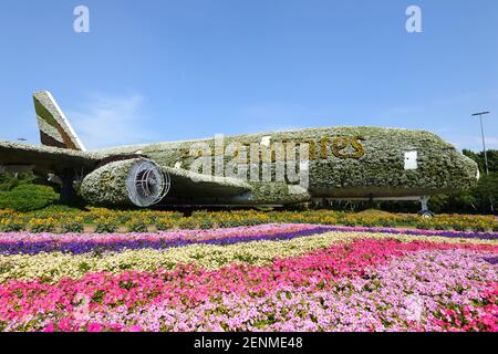 Dubai Miracle Garden, un jardin fleuri situé à Dubailand, Dubaï, Émirats arabes Unis. Emirates Airbus A380 avion de fleurs. Banque D'Images