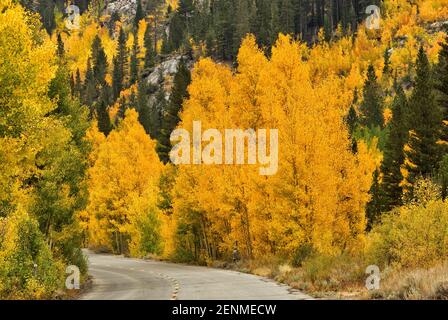 Trembles à l'automne le feuillage à Road à South Lake près de l'Évêque, l'Est de la Sierra Nevada, Californie, USA Banque D'Images