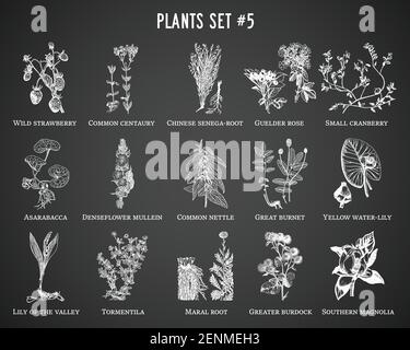 Plantes vectorielles dessinées à la main sur fond noir Illustration de Vecteur