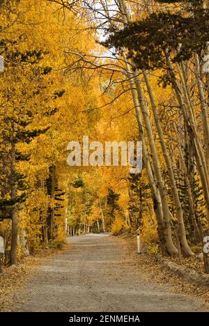 Trembles dans le feuillage à l'automne par la route du lac du nord près de Bishop, l'Est de la Sierra Nevada, Californie, USA Banque D'Images